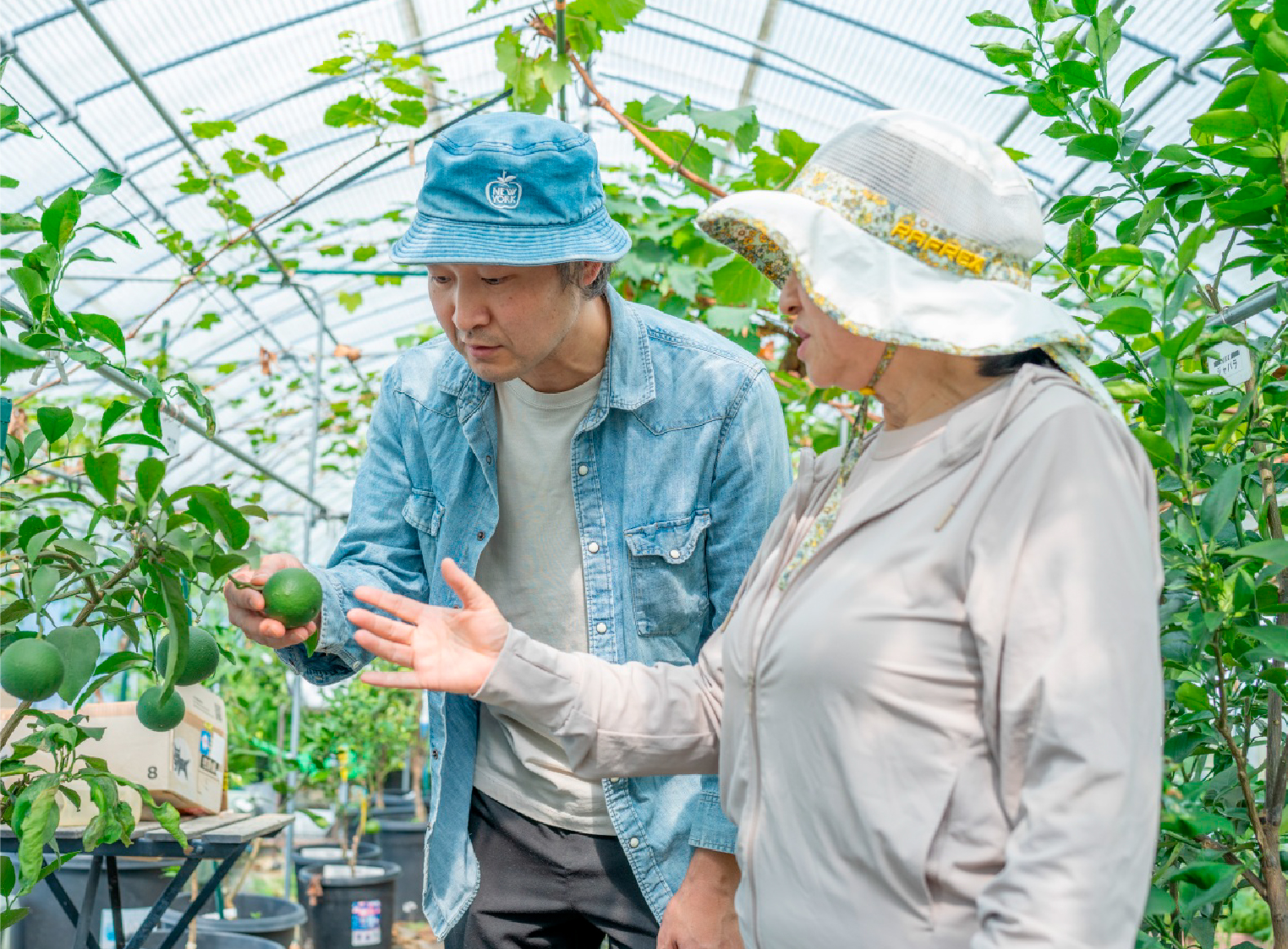 アオラニガーデン