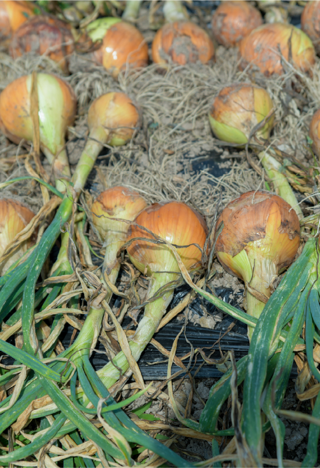 オニオンクッキー